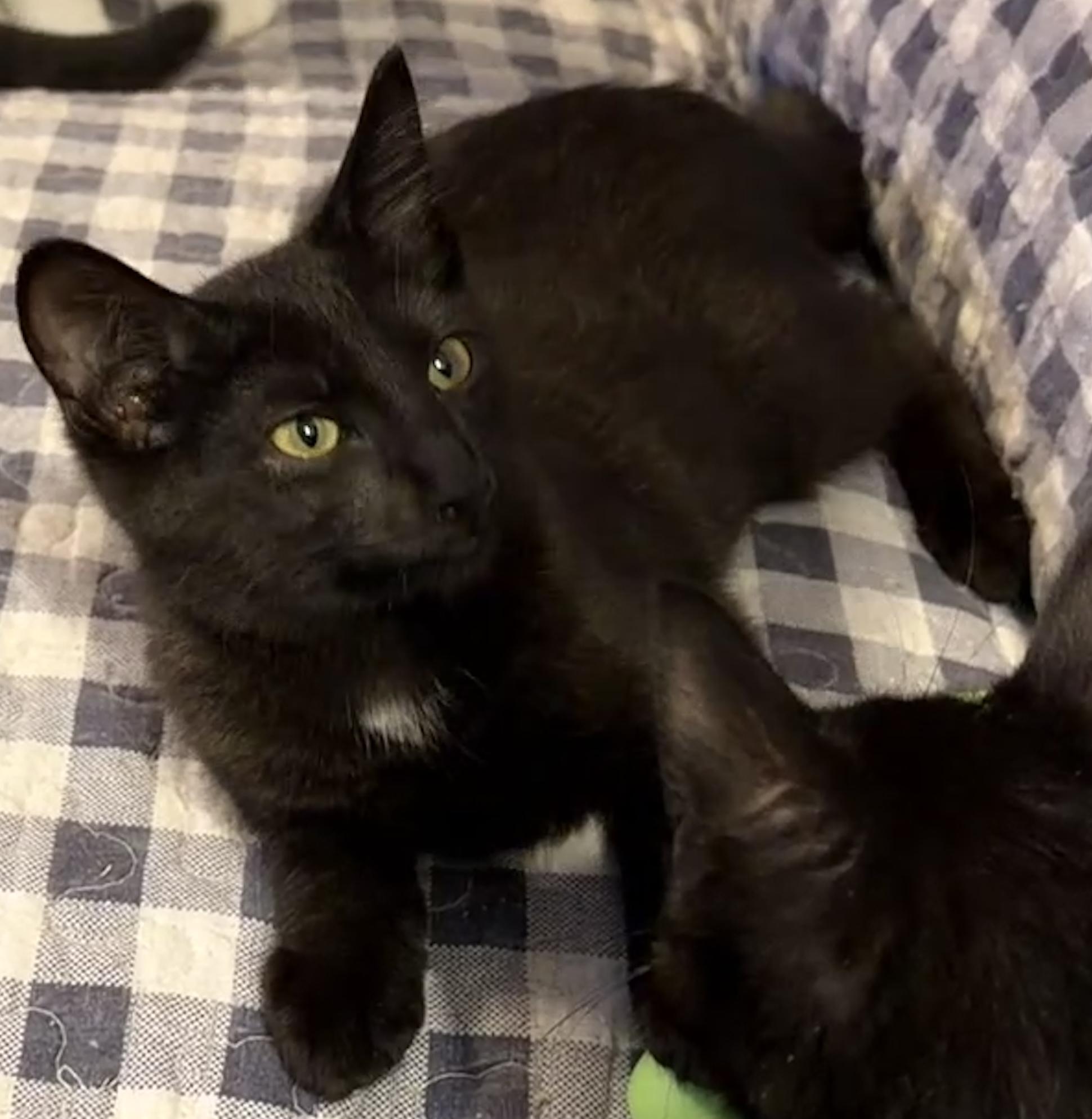 Enlarge Entei, a Adoptable Domestic Short Hair in Syracuse, NY image 3/6