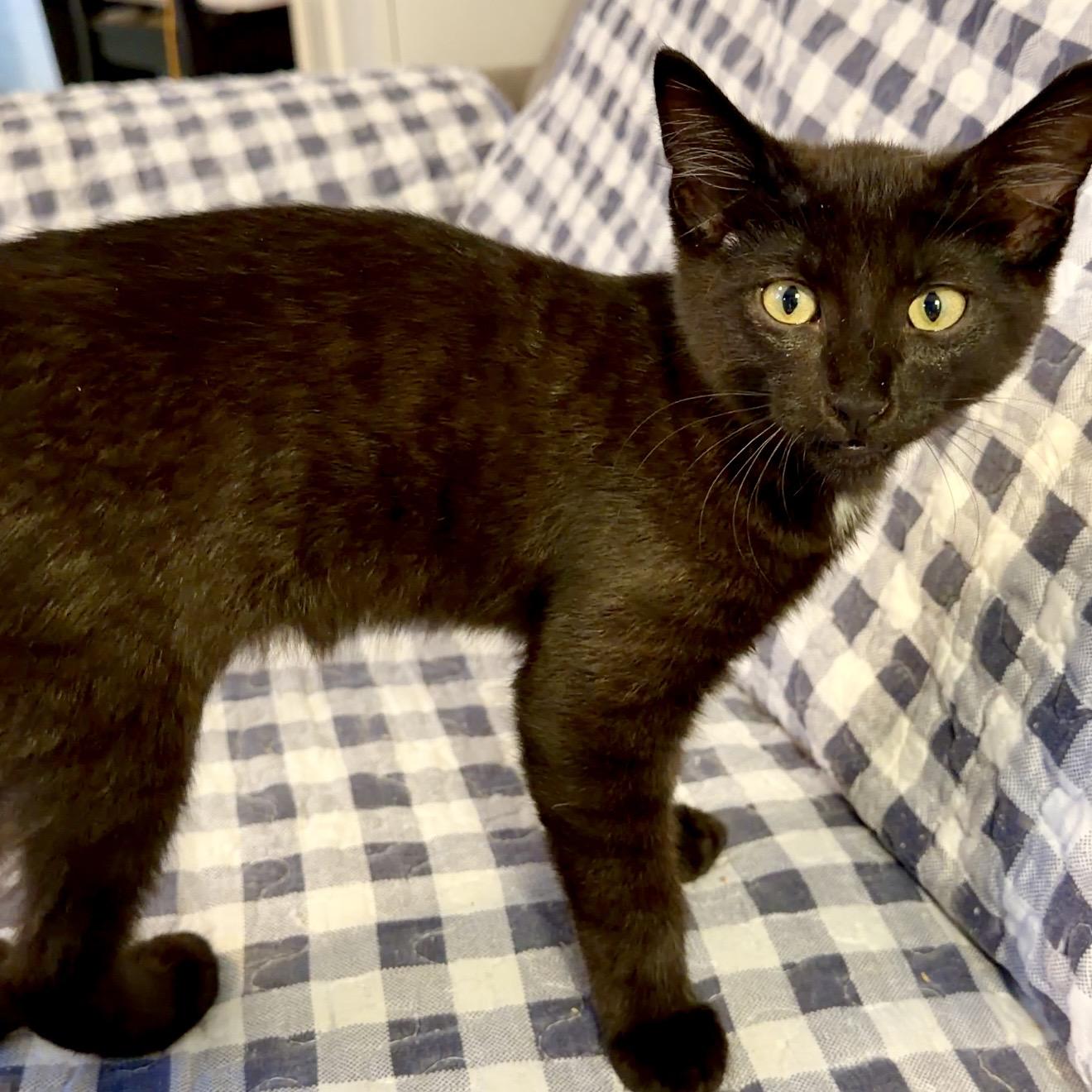 Enlarge Entei, a Adoptable Domestic Short Hair in Syracuse, NY image 2/6
