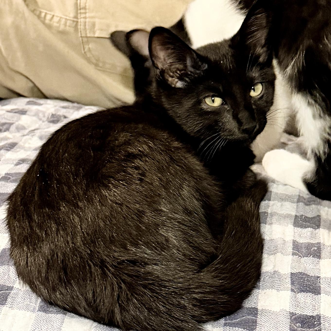 Enlarge Entei, a Adoptable Domestic Short Hair in Syracuse, NY image 1/6