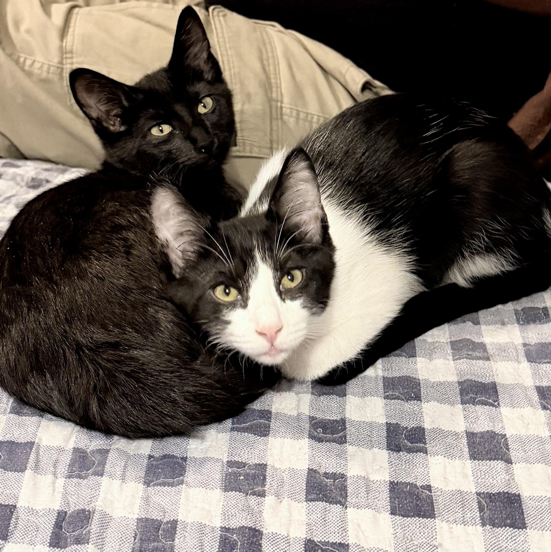 Enlarge Entei, a Adoptable Domestic Short Hair in Syracuse, NY image 6/6