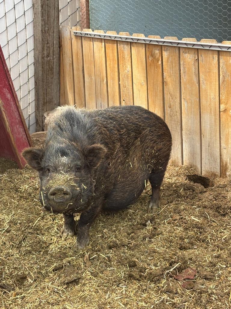 Wallace, Adoptable, Young Male Pig.