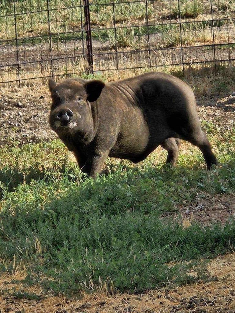 Enlarge Wallace, a Adoptable Pig in Eagle Mountain, UT image 1/2