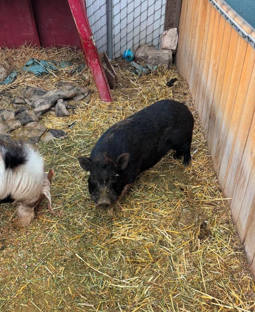 Wallace, a Adoptable Pig in Eagle Mountain, UT image 2/2