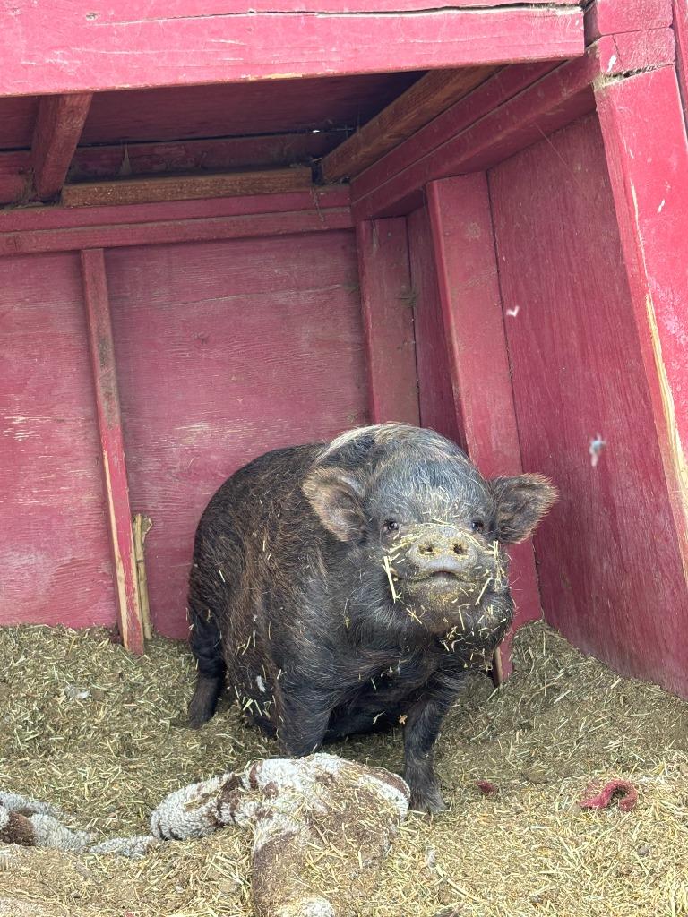Wallace, a Adoptable Pig in Eagle Mountain, UT image 4/4