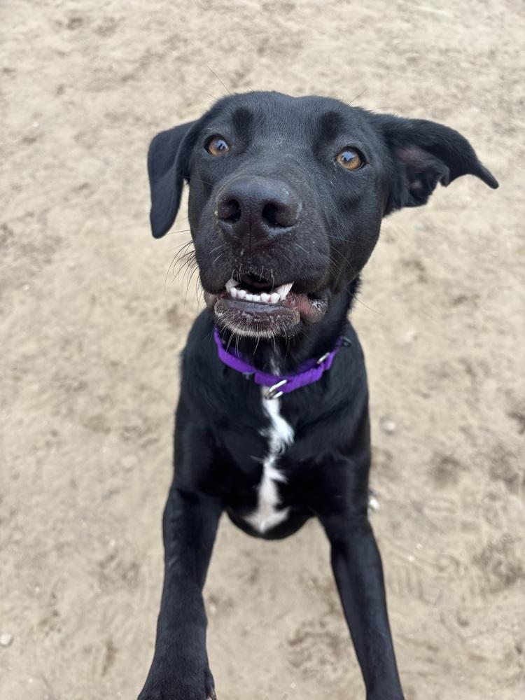Betty, Adoptable, Adult Female Mountain Cur.