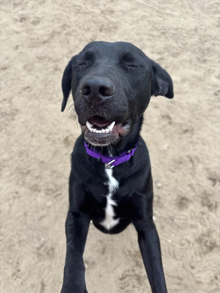 Enlarge Betty, a Adoptable mixed breed in Kalamazoo, MI image 2/2