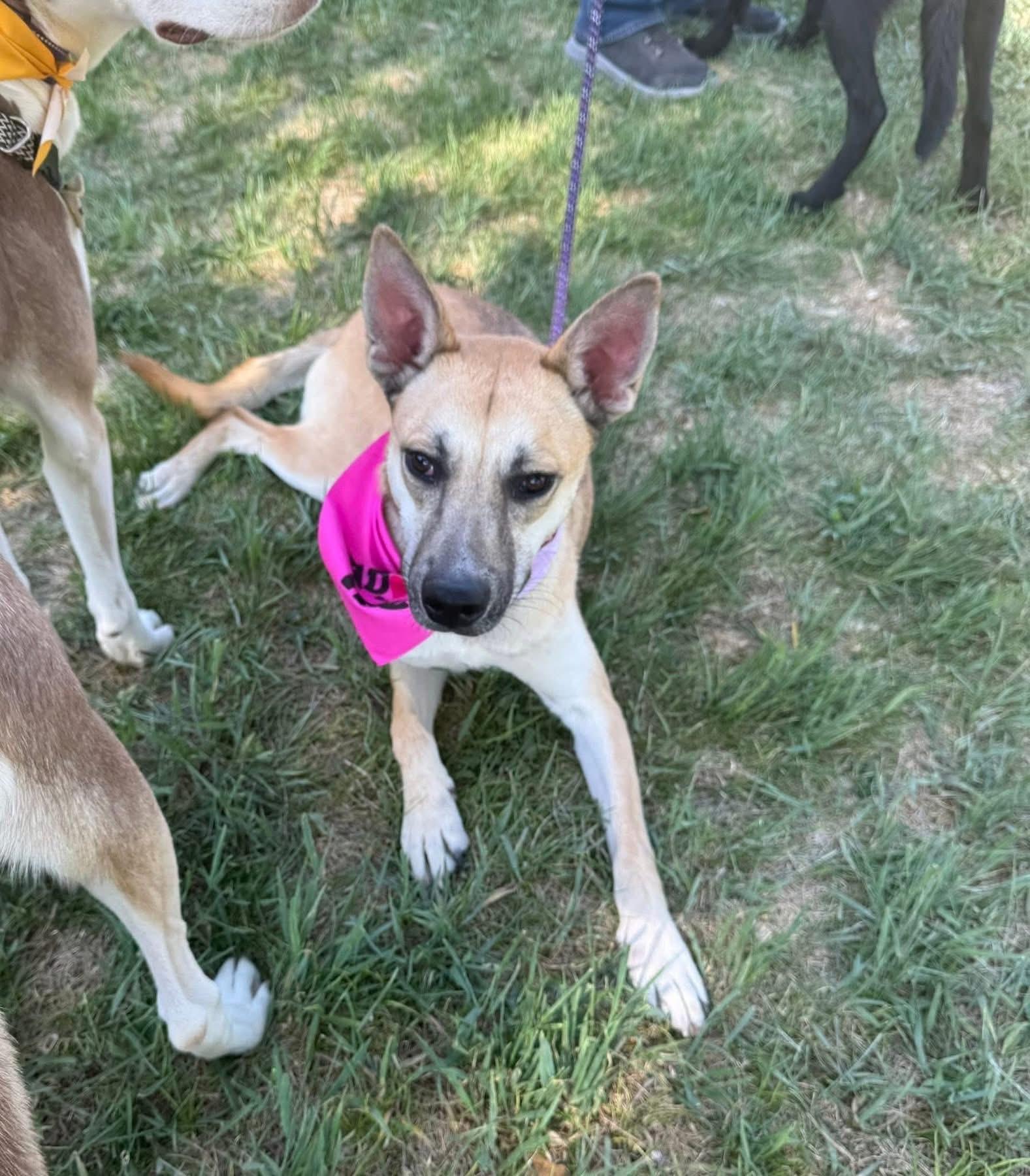 Enlarge Kahlo, an adopted mixed breed in Parker, CO image 4/6