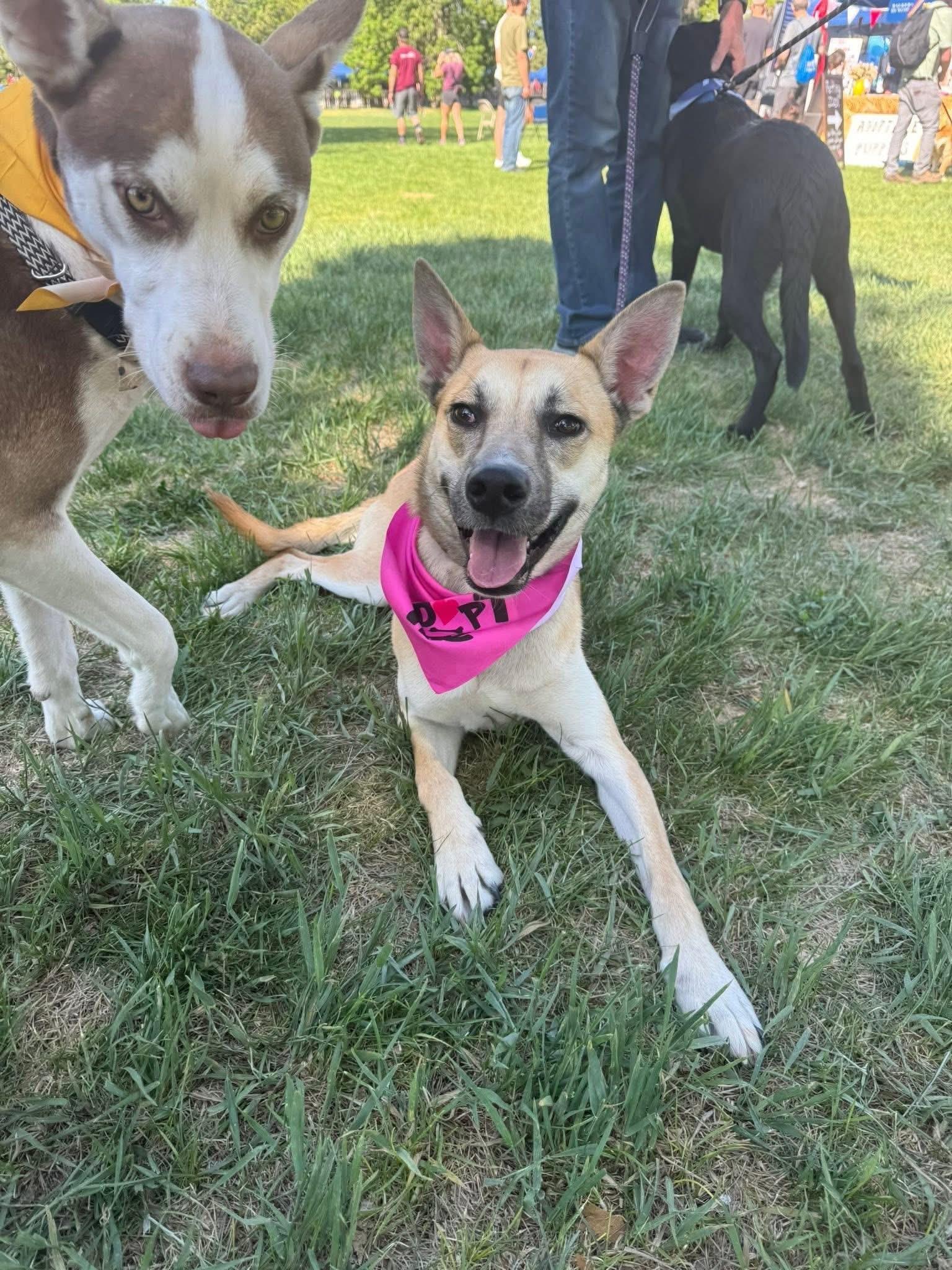 Enlarge Kahlo, an adopted mixed breed in Parker, CO image 6/6