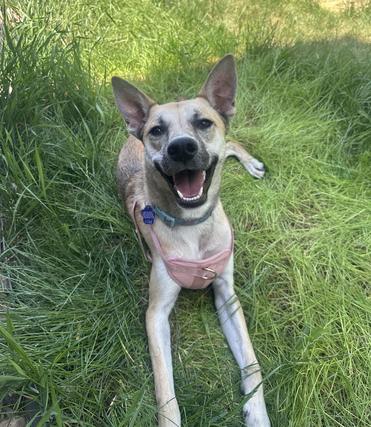 Enlarge Kahlo, an adopted mixed breed in Parker, CO image 1/6