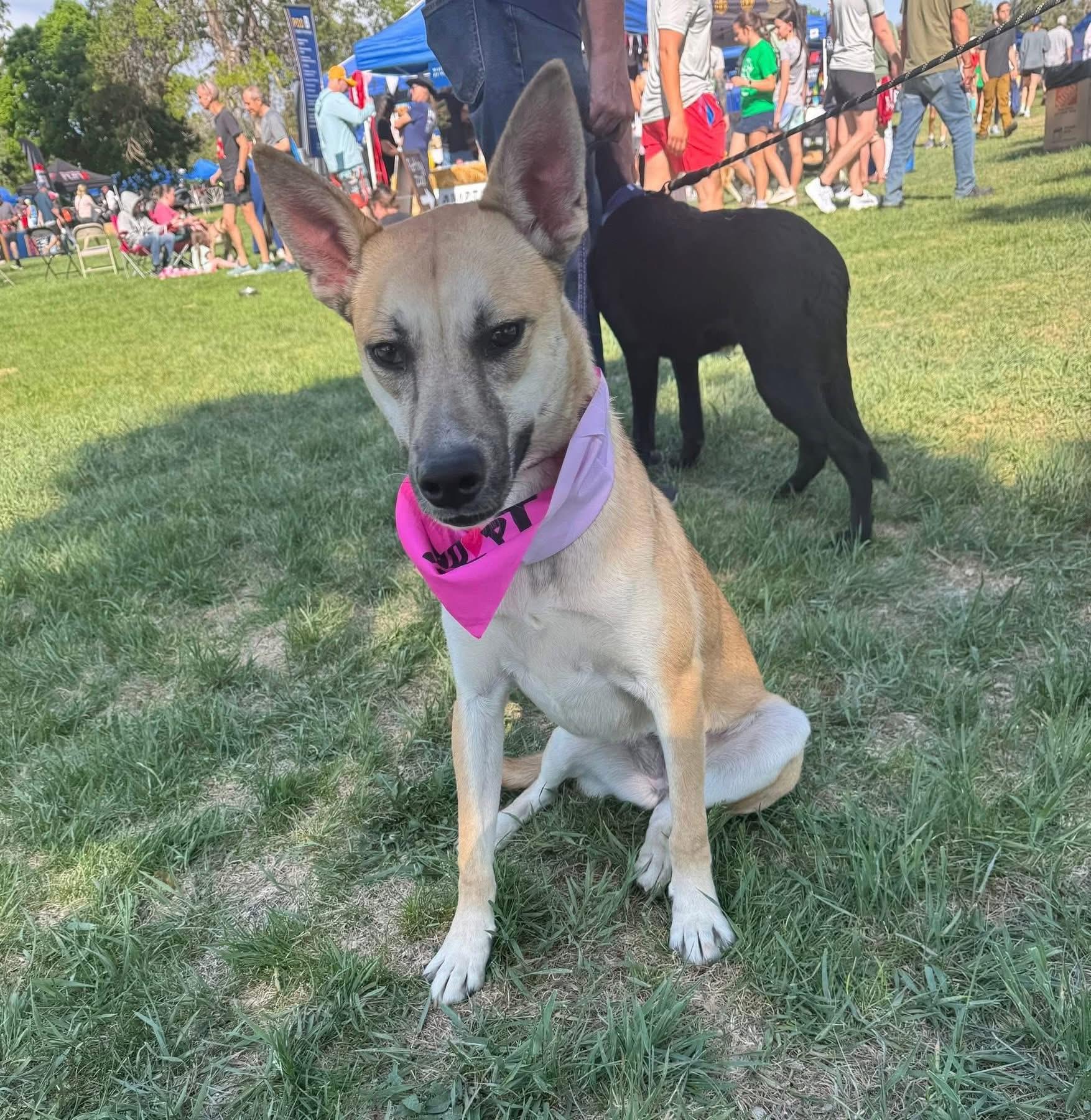 Enlarge Kahlo, an adopted mixed breed in Parker, CO image 2/6