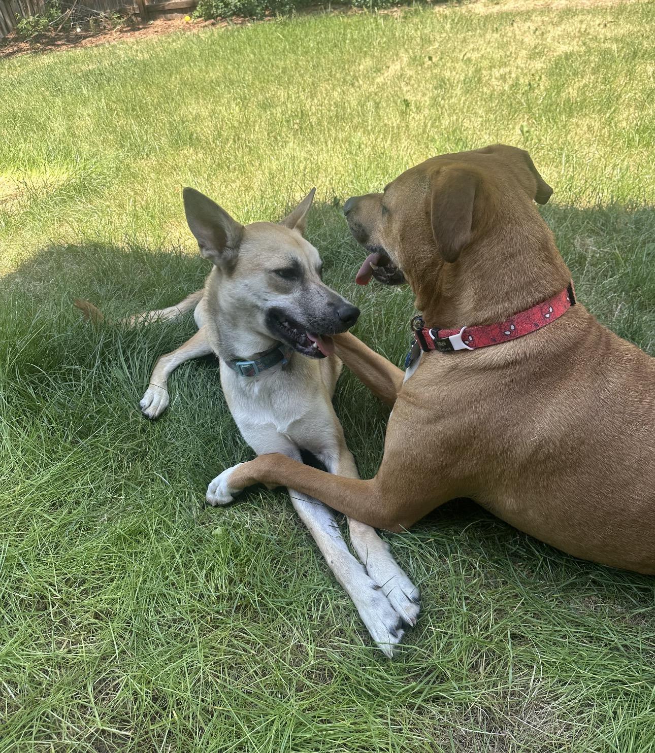 Enlarge Kahlo, an adopted mixed breed in Parker, CO image 3/6