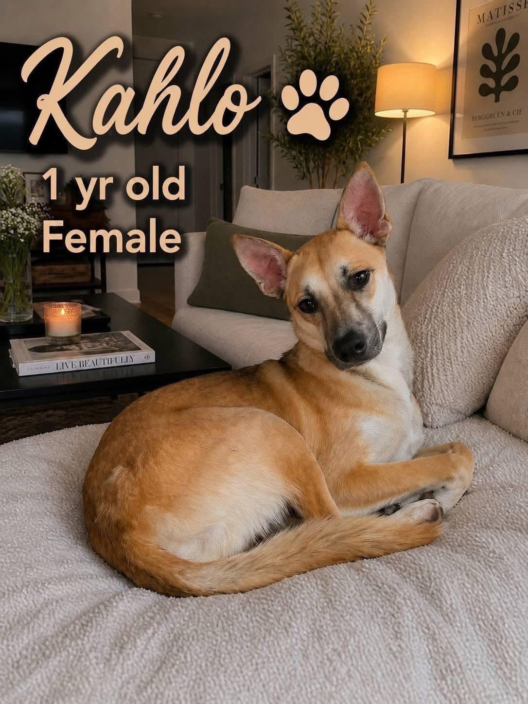 Enlarge Kahlo, an adopted mixed breed in Parker, CO image 5/6