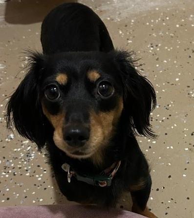 Enlarge VEGA, an adopted Dachshund (Long Haired) in Georgetown, KY image 2/5