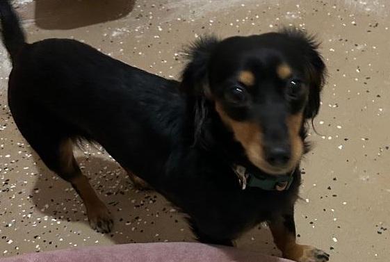 Enlarge VEGA, an adopted Dachshund (Long Haired) in Georgetown, KY image 5/5