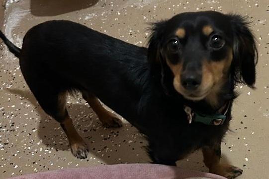 Enlarge VEGA, an adopted Dachshund (Long Haired) in Georgetown, KY image 3/5
