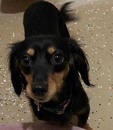 Enlarge VEGA, an adopted Dachshund (Long Haired) in Georgetown, KY image 4/5