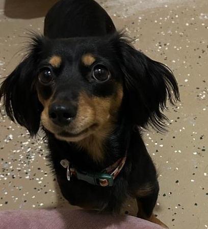 Enlarge VEGA, an adopted Dachshund (Long Haired) in Georgetown, KY image 1/5