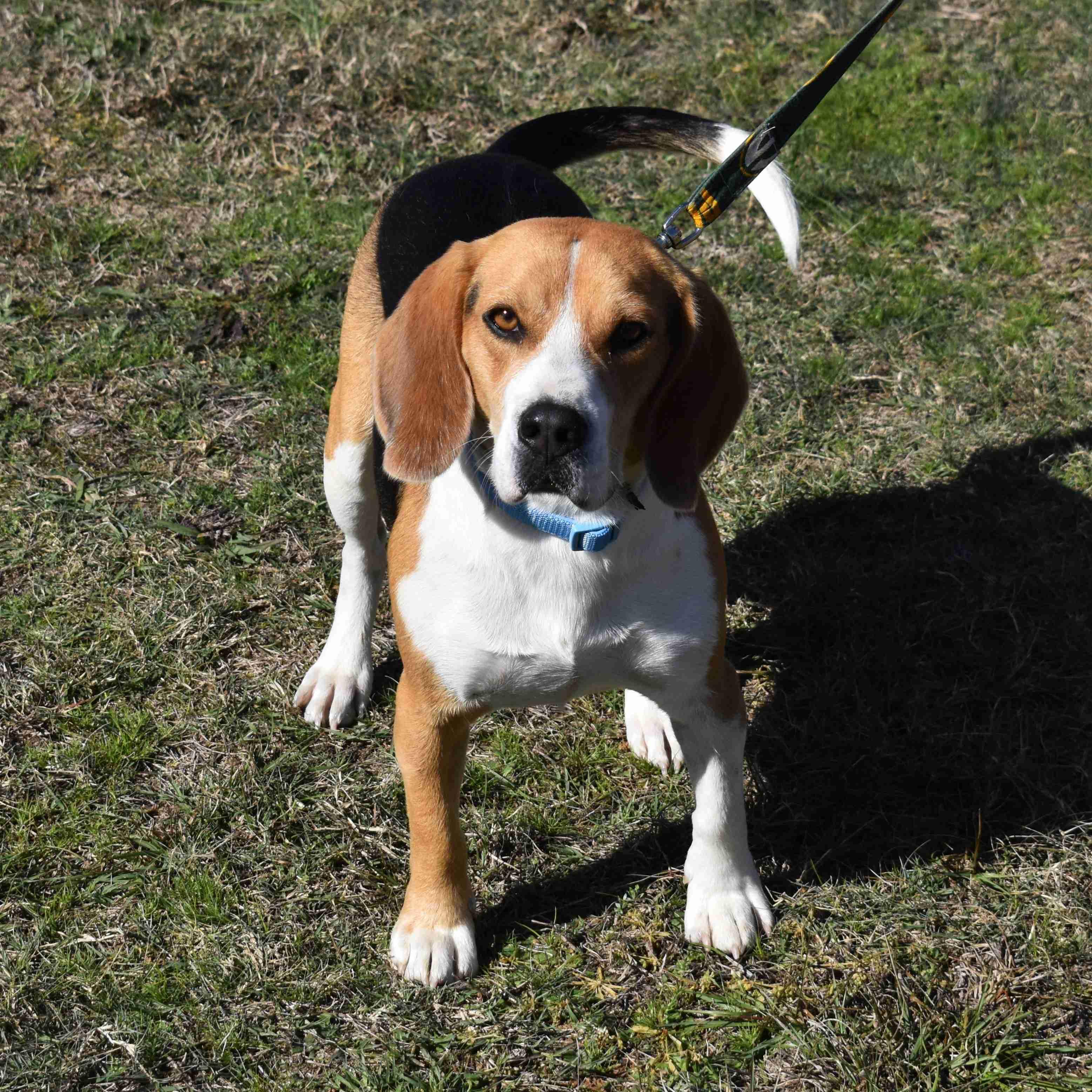 Archie