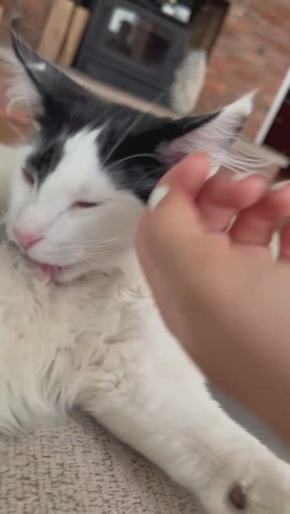 Enlarge Chomper, a Adopted Domestic Long Hair in Lima, OH video 6/11