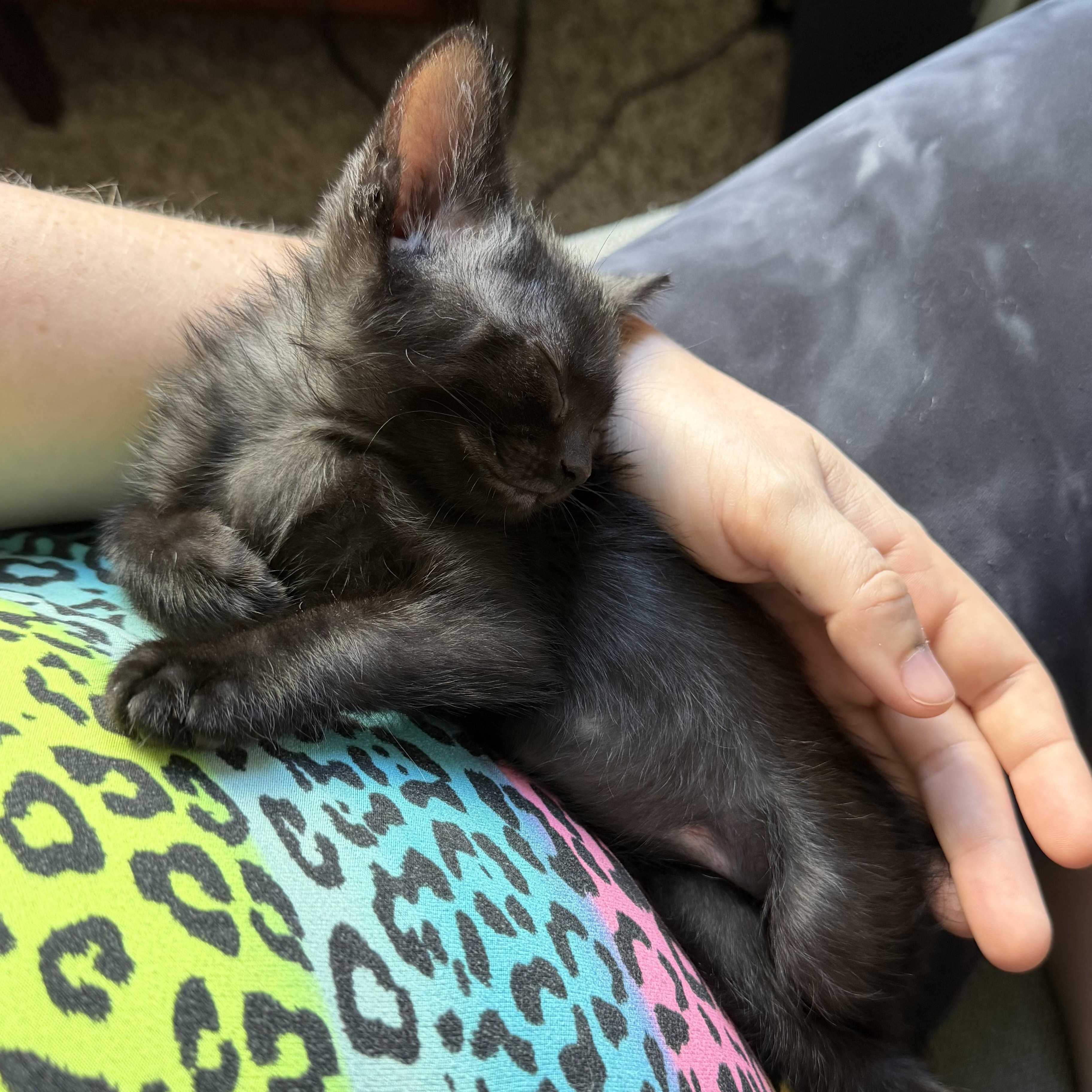 Mystery, an adopted Domestic Short Hair in Denver, CO image 3/5