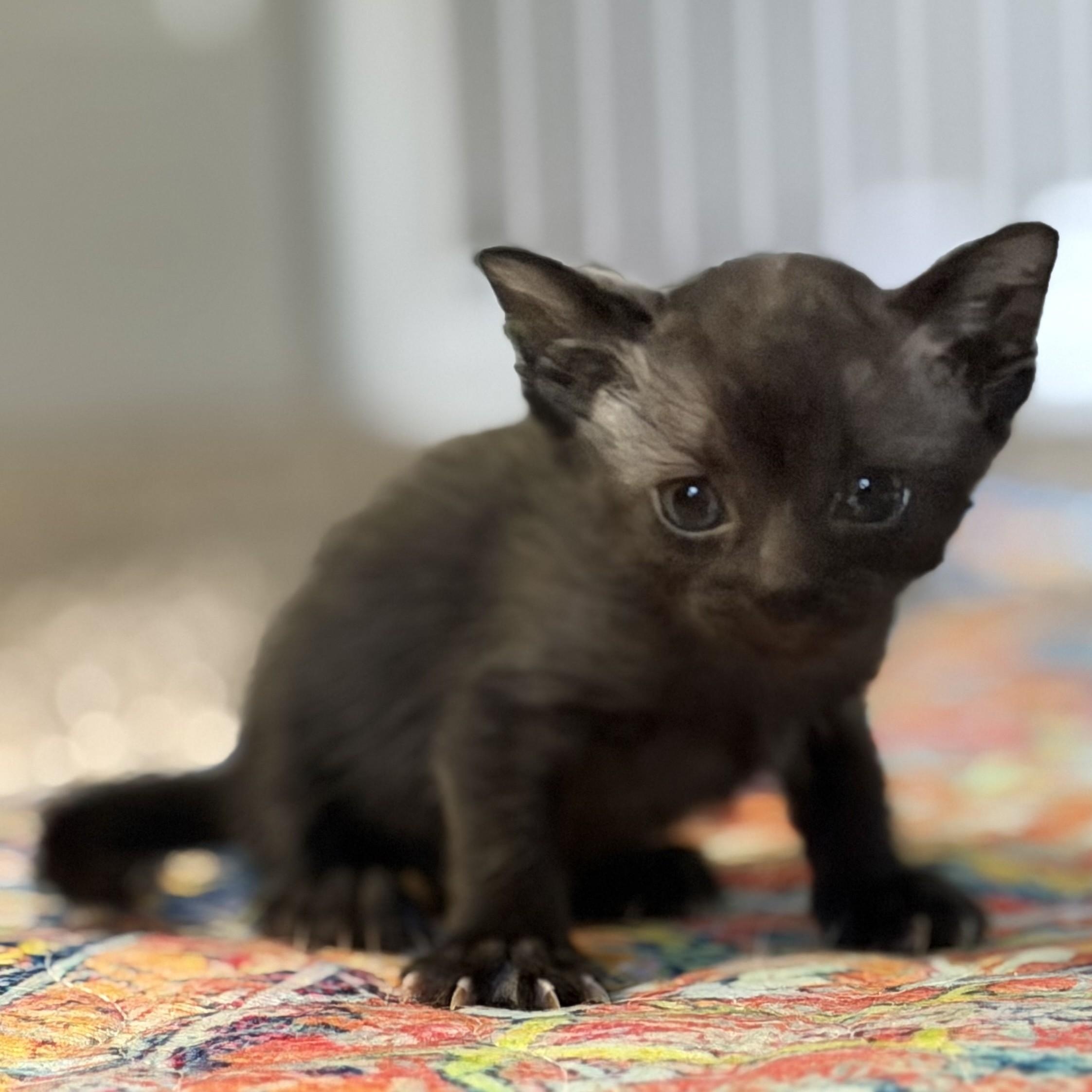 Mystery, an adopted Domestic Short Hair in Denver, CO image 5/5