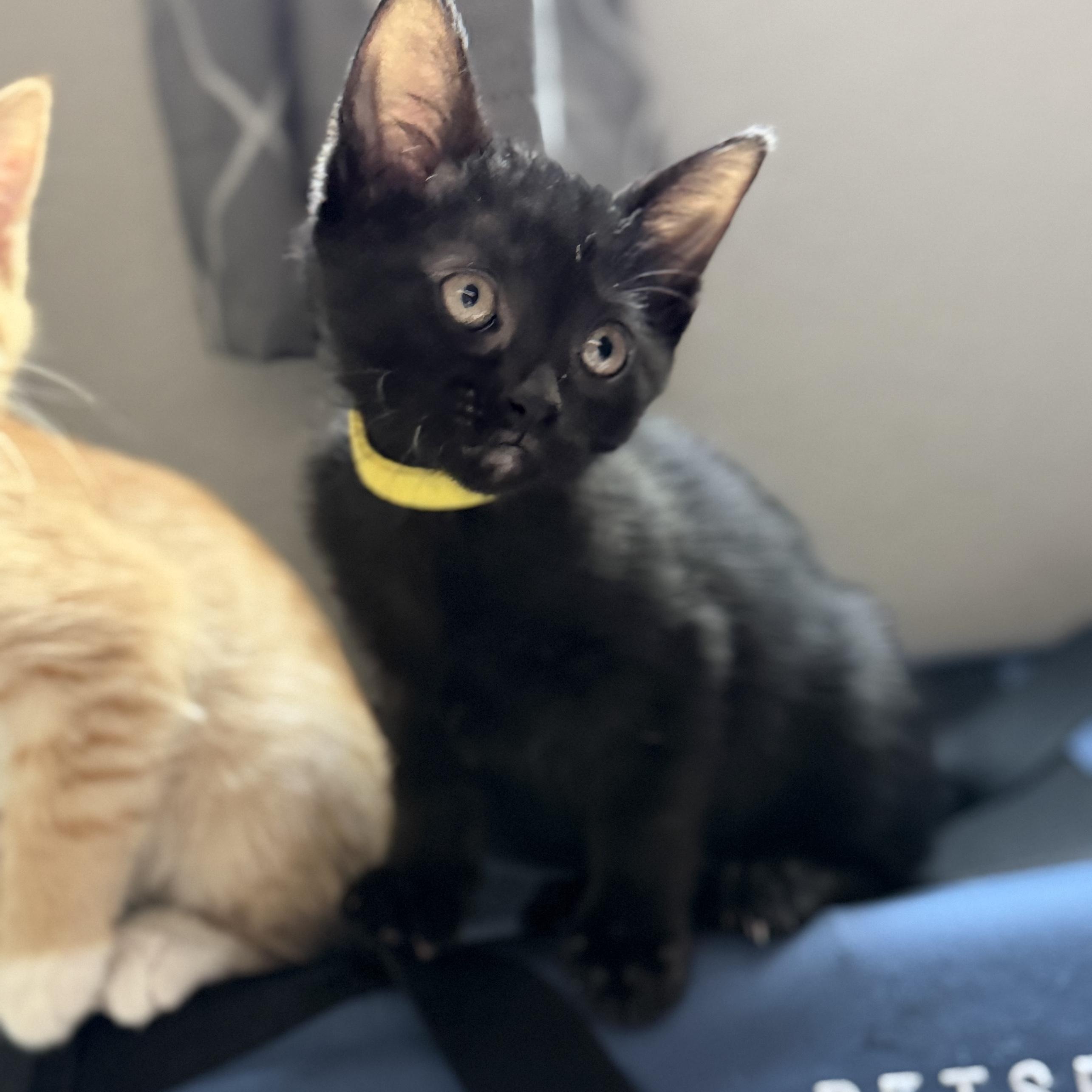 Mystery, an adopted Domestic Short Hair in Denver, CO image 2/5