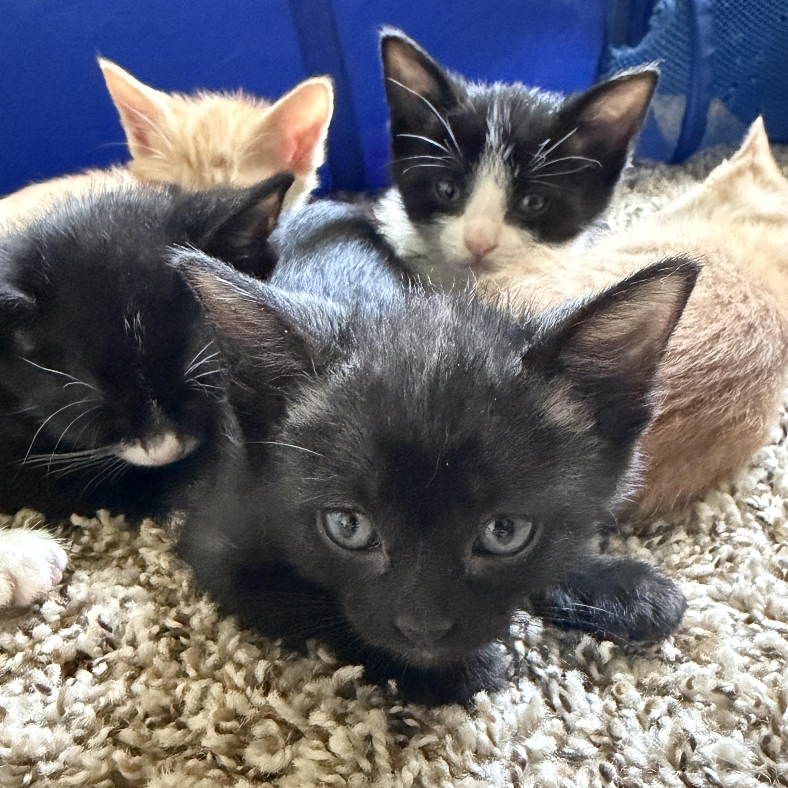 Mystery, an adopted Domestic Short Hair in Denver, CO image 4/5