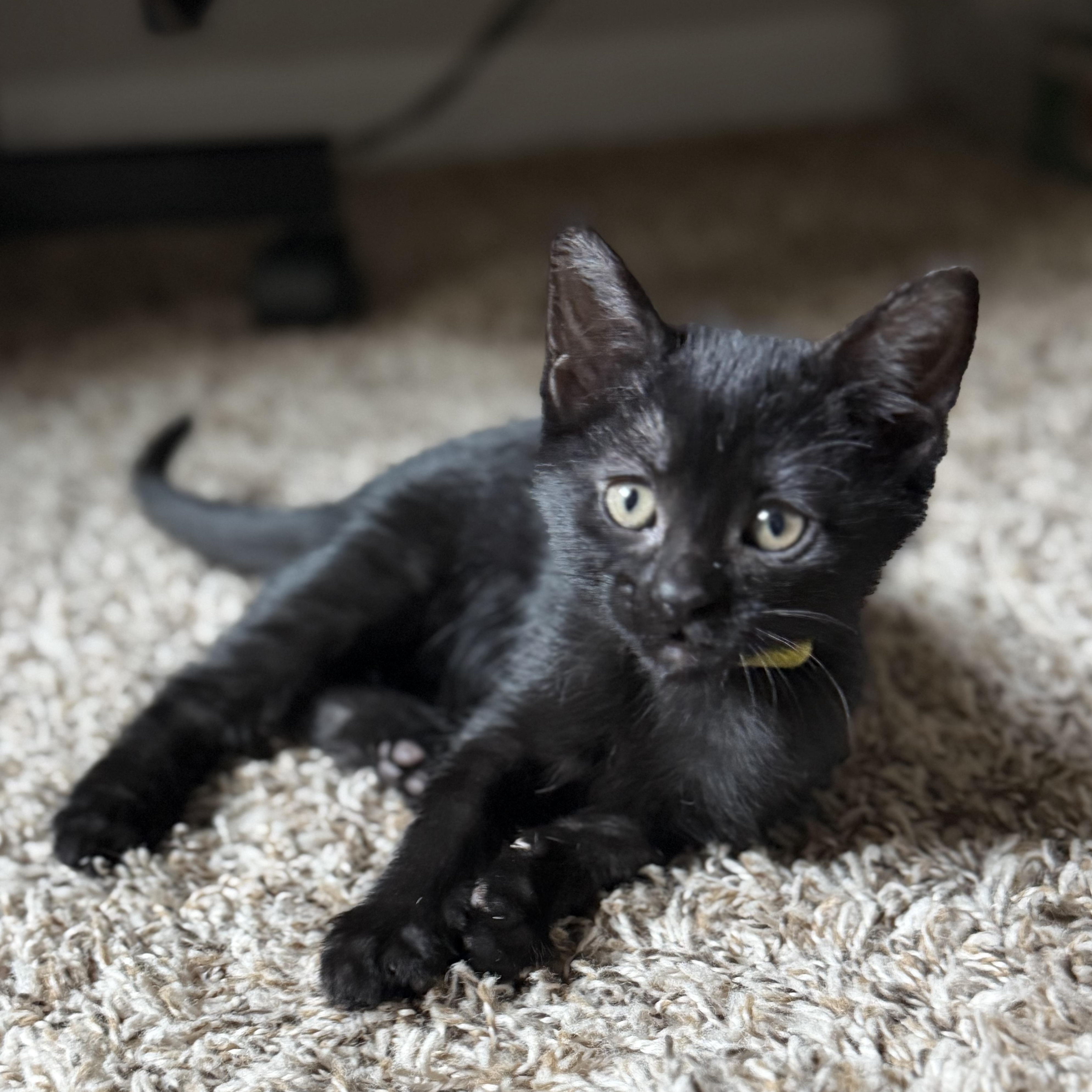 Mystery, an adopted Domestic Short Hair in Denver, CO image 1/5