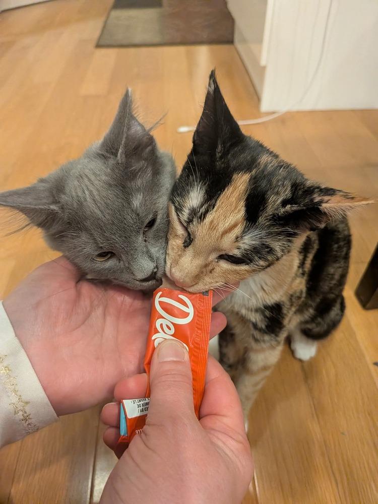 Ksusha & Tuchka, Adoptable, Kitten Female Domestic Short Hair & Domestic Medium Hair.