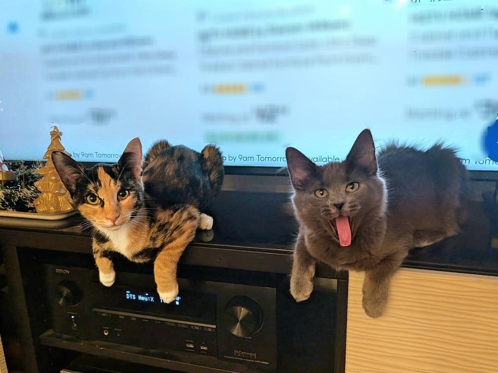 Enlarge Ksusha & Tuchka, a Adoptable mixed breed in Wilson, NC image 3/6