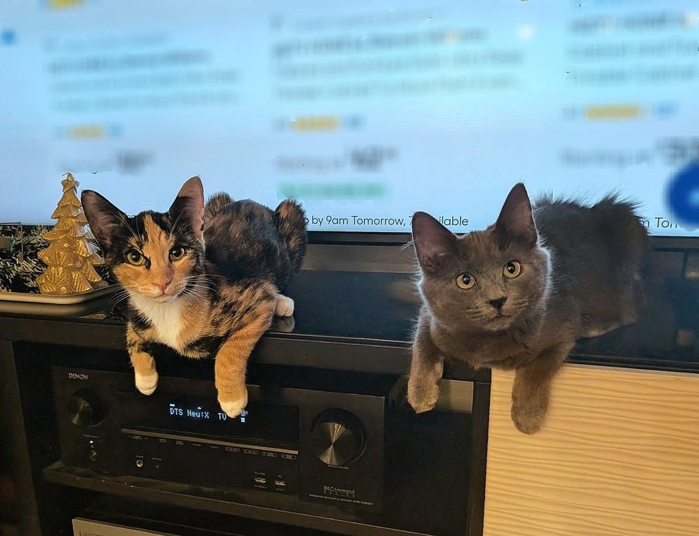 Enlarge Ksusha & Tuchka, a Adoptable mixed breed in Wilson, NC image 4/6