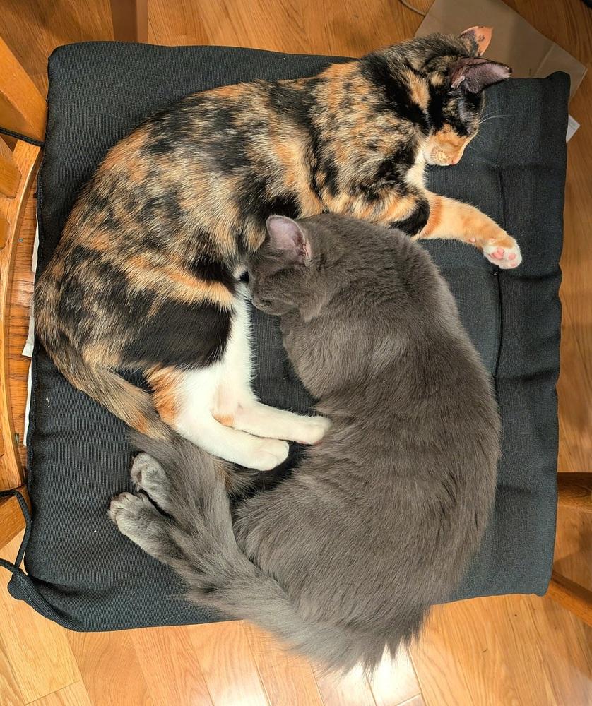 Enlarge Ksusha & Tuchka, a Adoptable mixed breed in Wilson, NC image 5/6