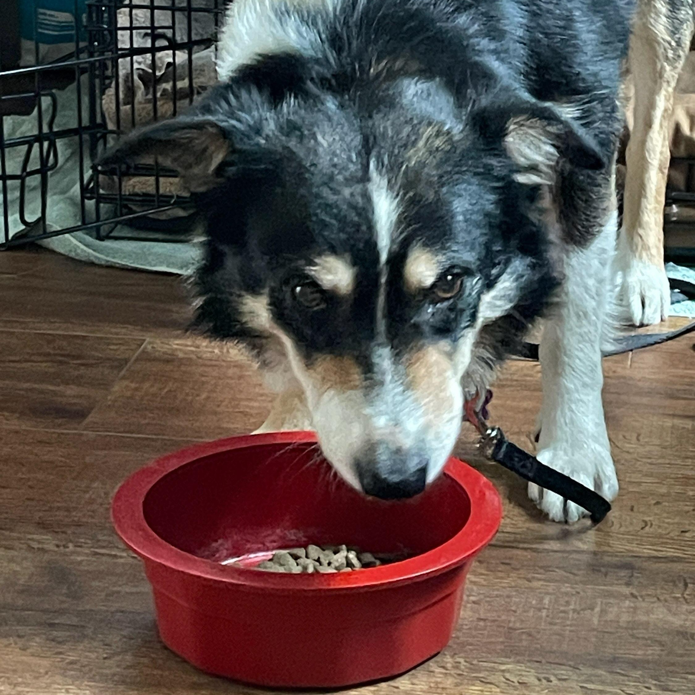 Zito, a ADOPTABLE Border Collie in Salt Lake City, UT image 2/3