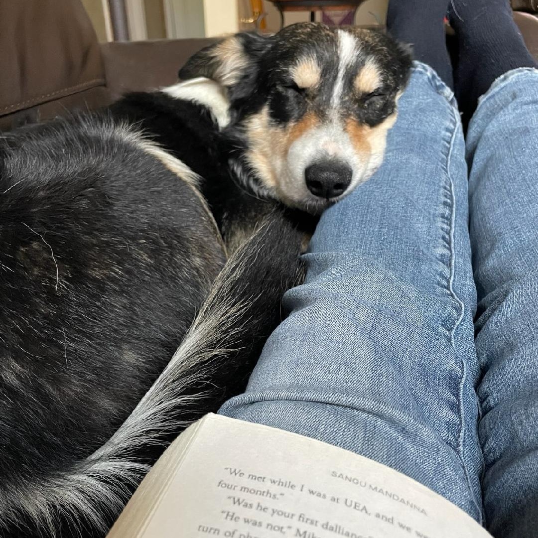 Zito, a ADOPTABLE Border Collie in Salt Lake City, UT image 1/3