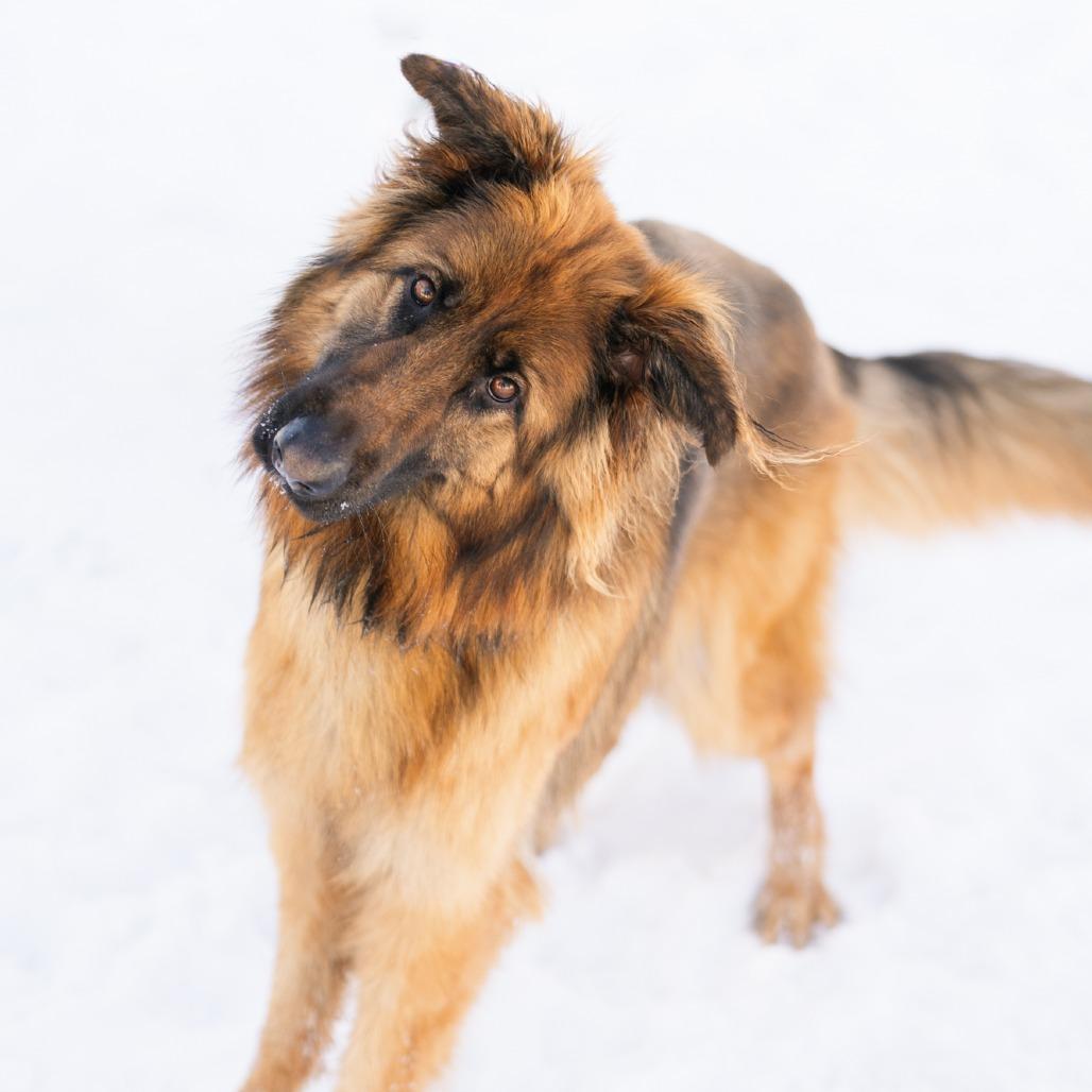 Bear, ADOPTABLE, Young Female German Shepherd Dog.