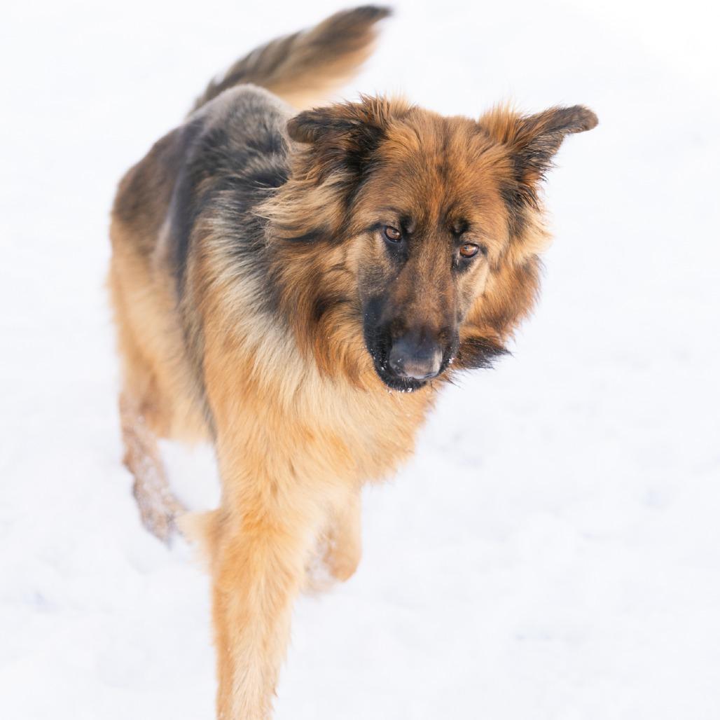 Enlarge Bear, a ADOPTABLE German Shepherd Dog in Zionsville, IN image 2/4