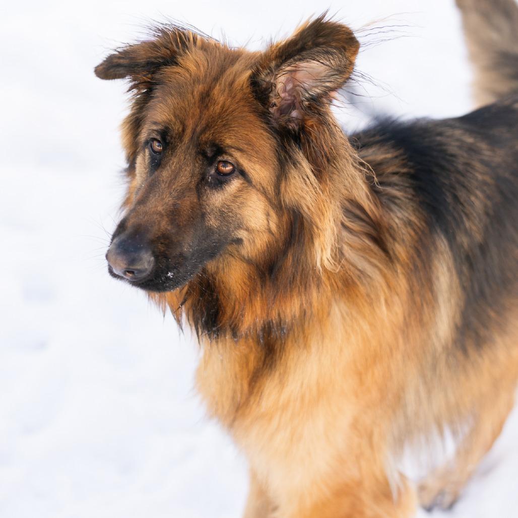 Enlarge Bear, a ADOPTABLE German Shepherd Dog in Zionsville, IN image 4/4