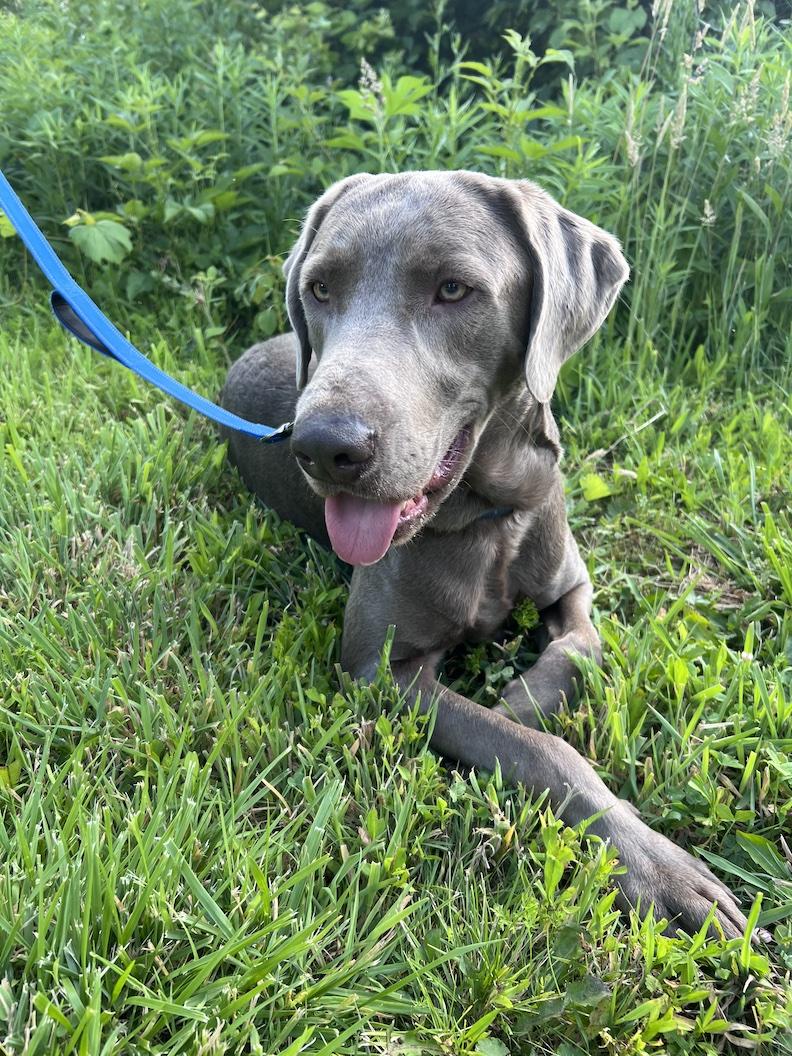 Corey-Not Accepting Applications Yet, a ADOPTABLE Chocolate Labrador Retriever in Medina, OH image 3/4