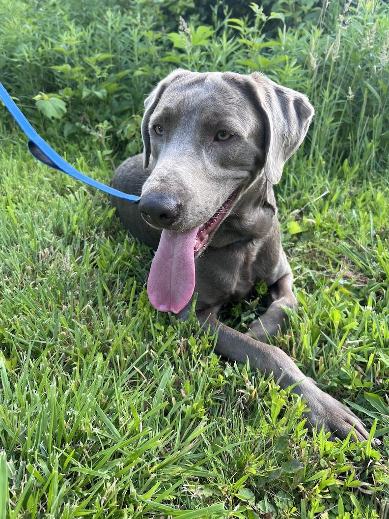 Corey-Not Accepting Applications Yet, a ADOPTABLE Chocolate Labrador Retriever in Medina, OH image 4/4