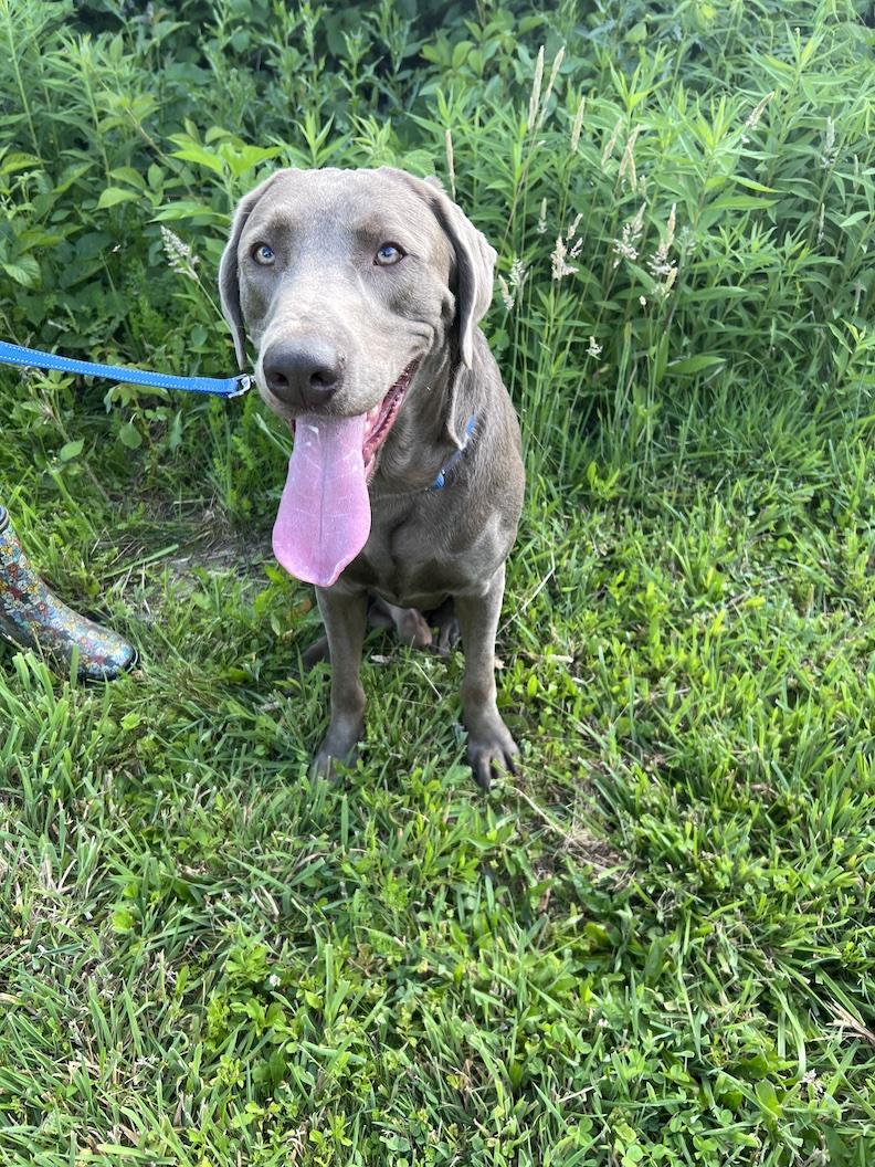 Corey-Not Accepting Applications Yet, a ADOPTABLE Chocolate Labrador Retriever in Medina, OH image 2/4