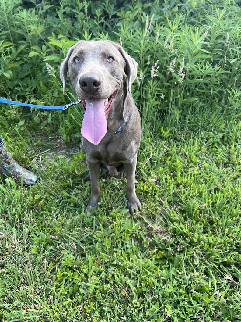 Corey-Not Accepting Applications Yet, ADOPTABLE, Adult Male Chocolate Labrador Retriever.
