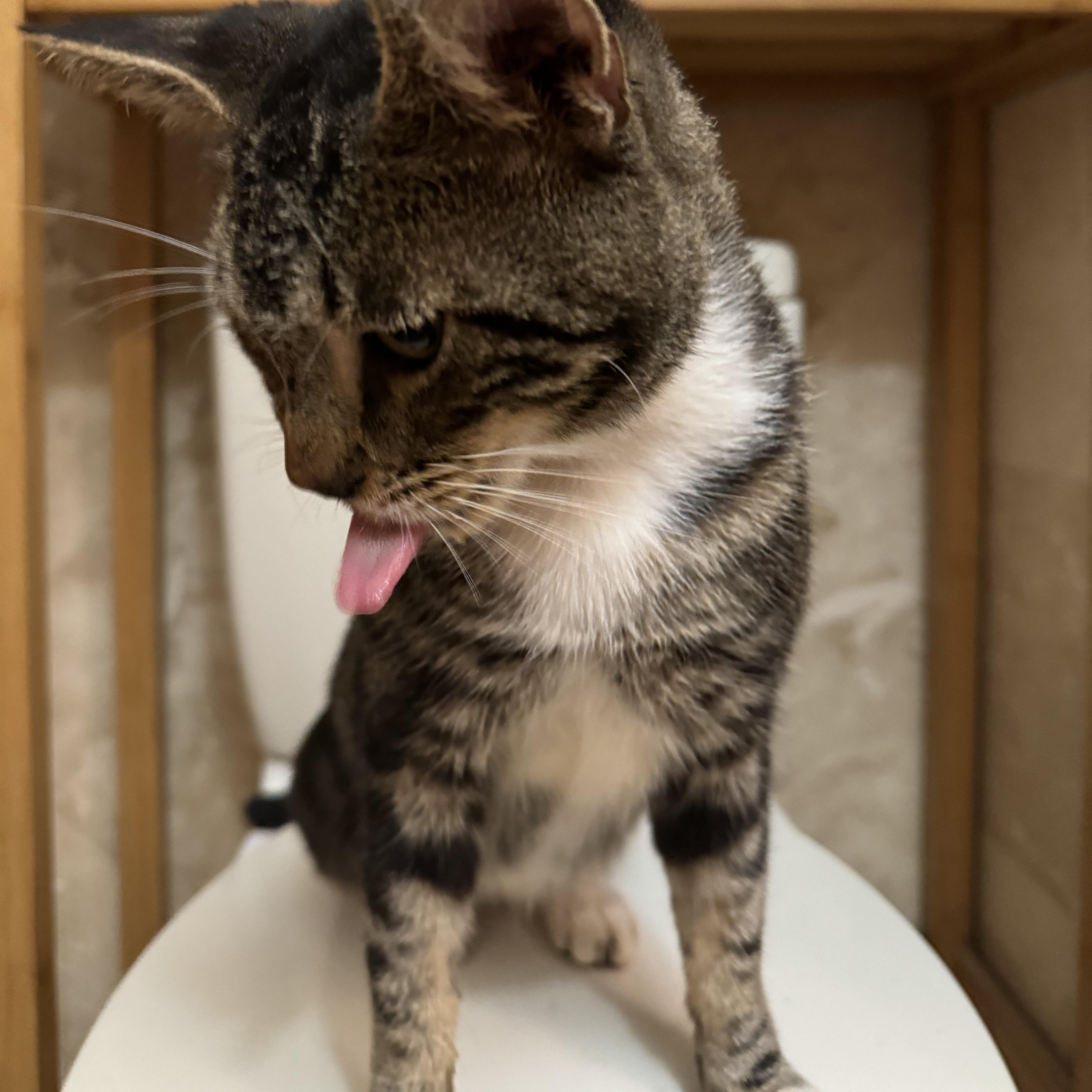 Enlarge Elvis, a Adoptable Tabby in Hartford, CT image 2/4