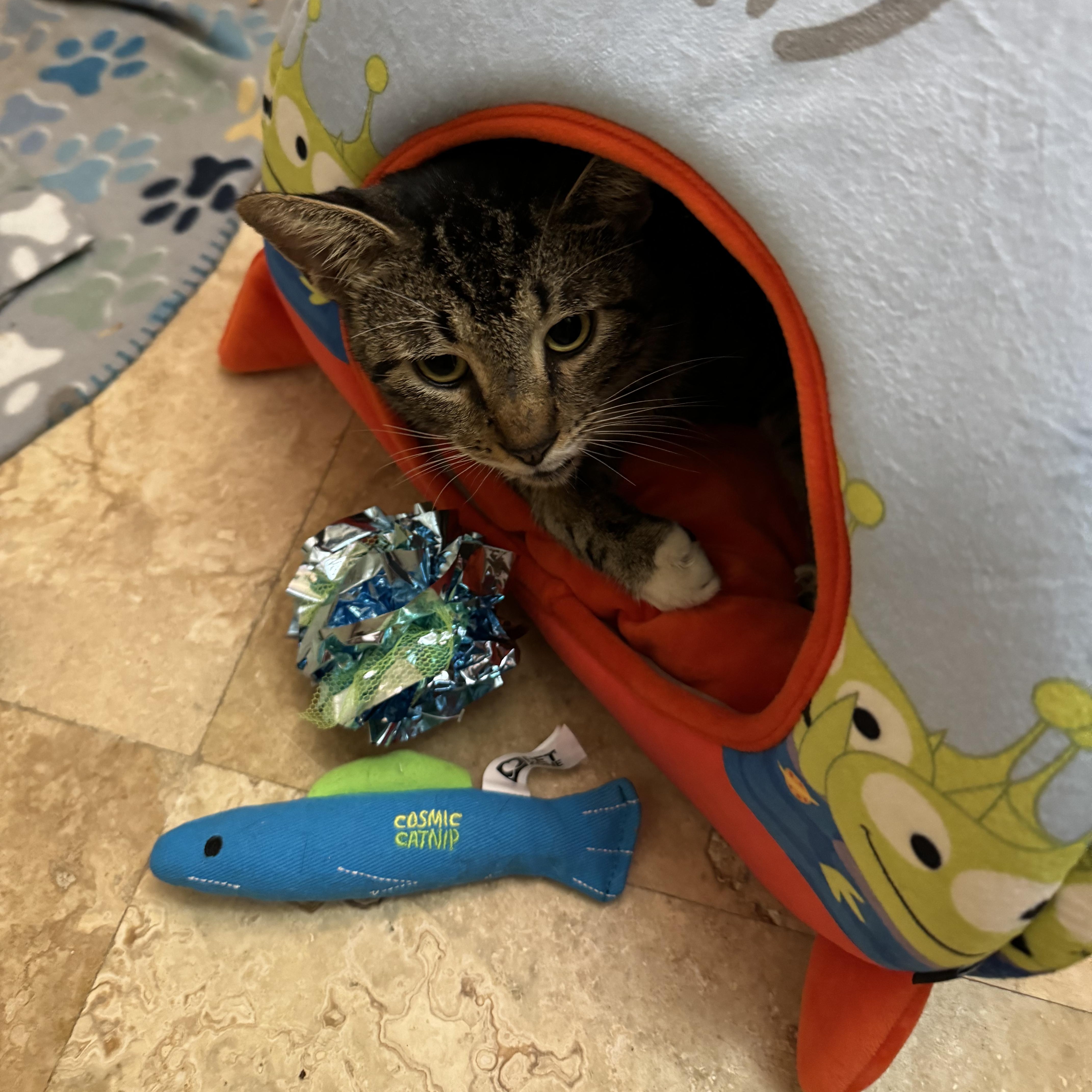 Enlarge Elvis, a Adoptable Tabby in Hartford, CT image 3/4