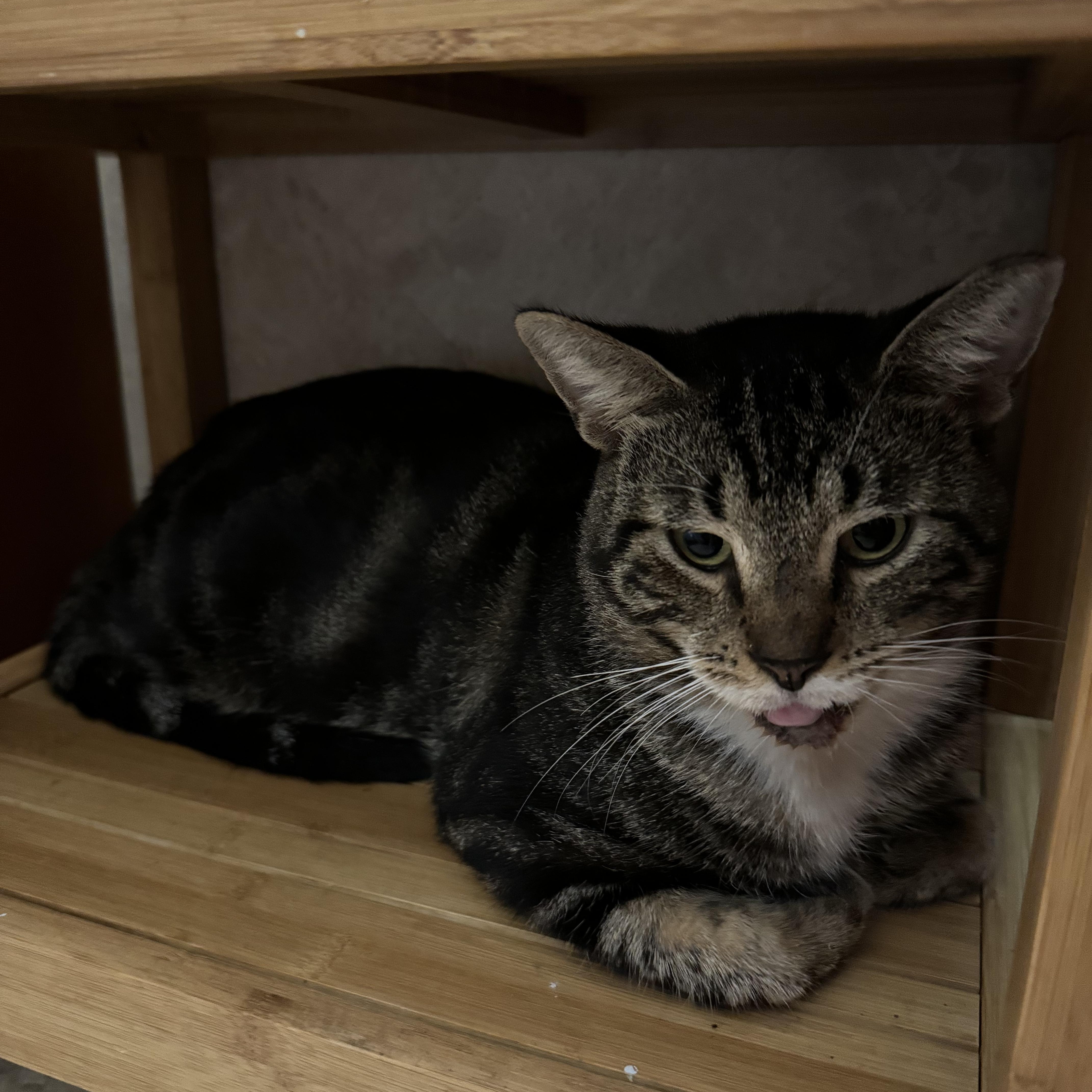 Enlarge Elvis, a Adoptable Tabby in Hartford, CT image 1/4