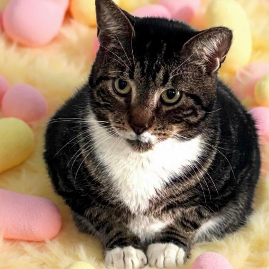 Elvis, Adoptable, Young Male Tabby.