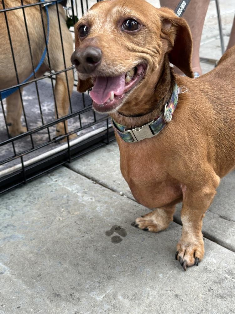 Norman, Adoptable, Senior Male Dachshund.