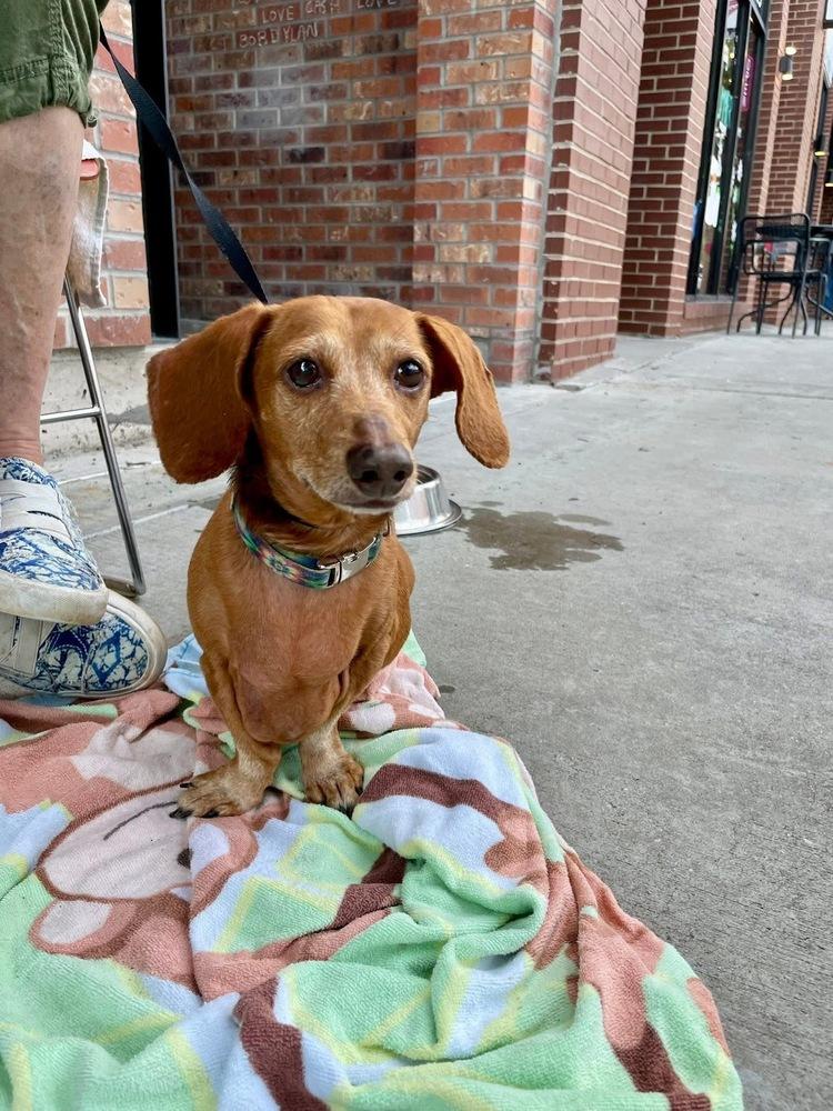 Enlarge Norman, a Adoptable Dachshund in Shawnee, OK image 2/5
