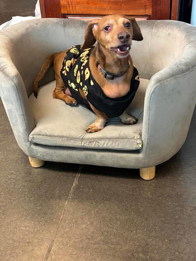 Enlarge Norman, a Adoptable Dachshund in Shawnee, OK image 3/5