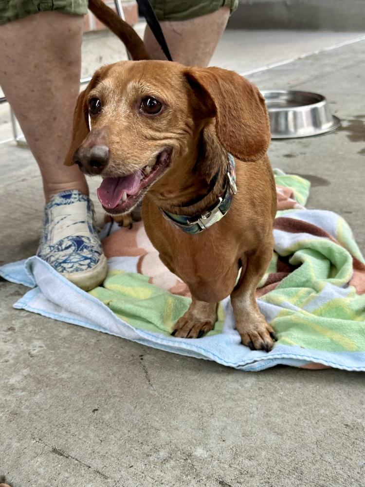 Enlarge Norman, a Adoptable Dachshund in Shawnee, OK image 4/5