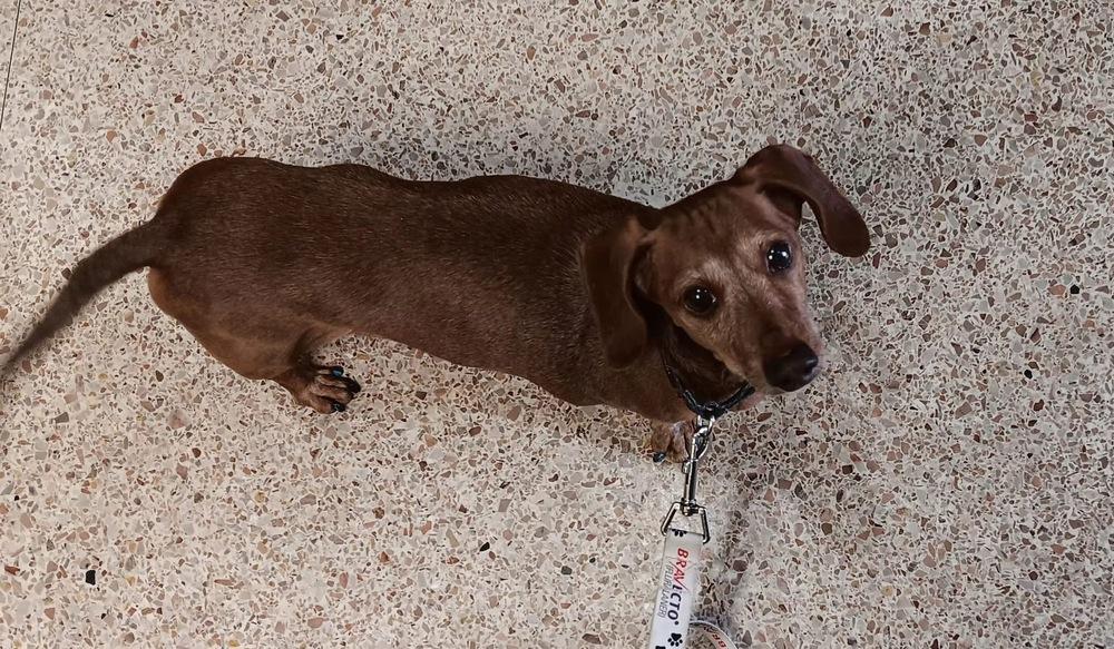 Enlarge Norman, a Adoptable Dachshund in Shawnee, OK image 5/5
